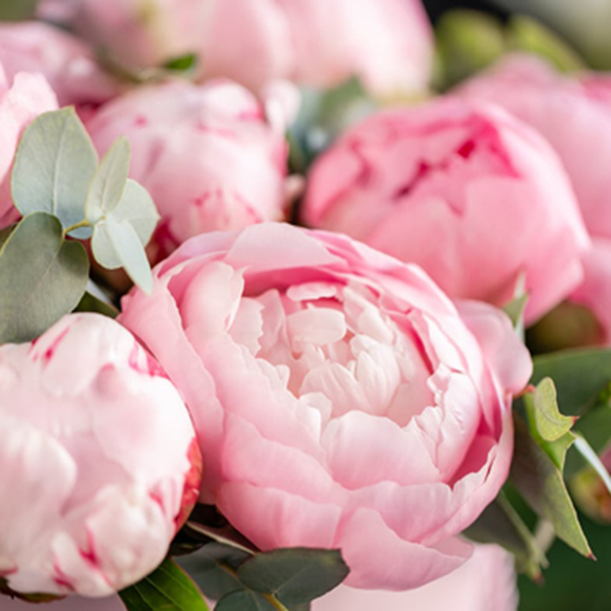 Dr. Vranjes Firenze - Peonia Black Jasmine